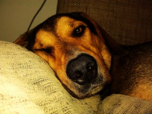 Bild: Thomas Schmidt / pixelio.de